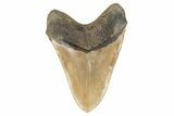 Huge, Fossil Megalodon Tooth - North Carolina #192848-2